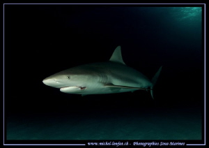 Reef Shark... :O)... by Michel Lonfat 